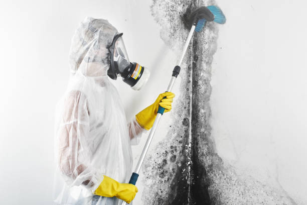 Best Mold Remediation for Healthcare Facilities  in Lexington, TN