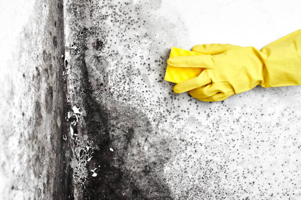 Best Crawl Space Mold Remediation  in Lexington, TN