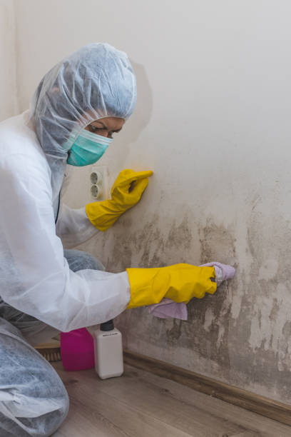  Lexington, TN Mold Removal Pros