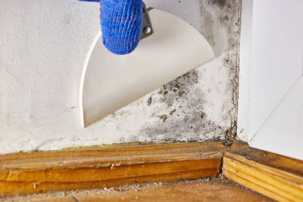 Best Air Quality Testing for Mold Spores  in Lexington, TN
