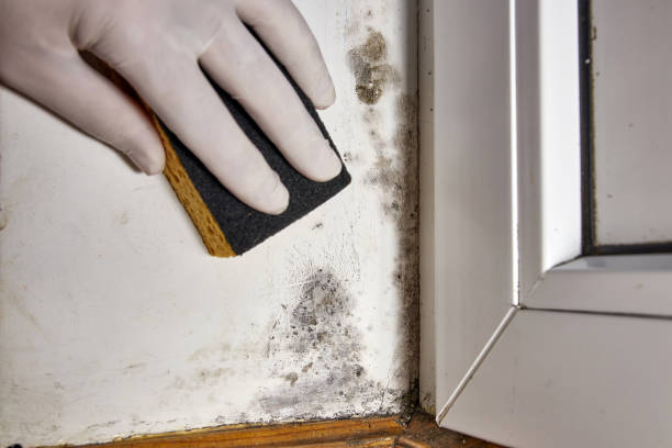 Lexington, TN Mold Removal Company